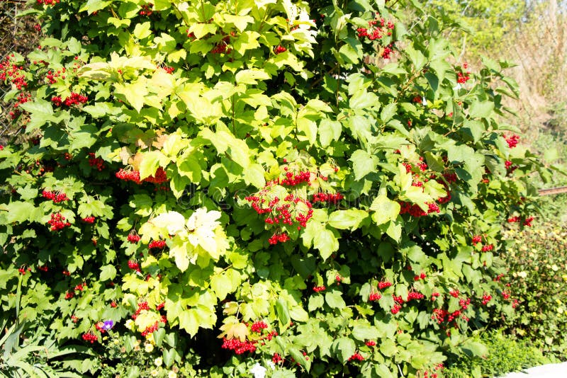 Viburnum Bush with Berries on the Branches Stock Photo Image of