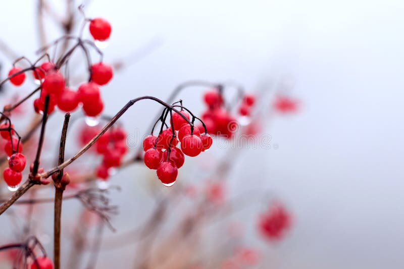 Viburnum Bush with Red Berries Covered with Raindrops Stock Photo