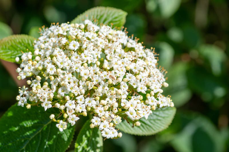 White viburnum flowers stock photo. Image of garden 109565254