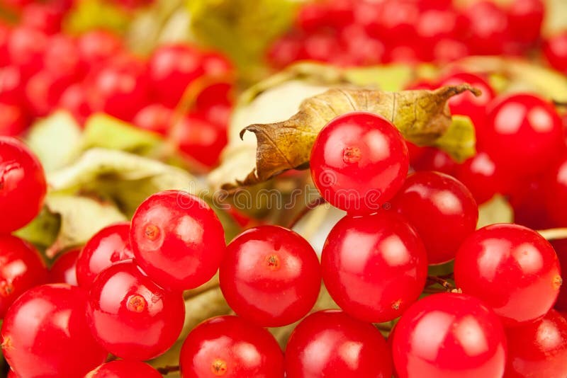 Viburnum closeup