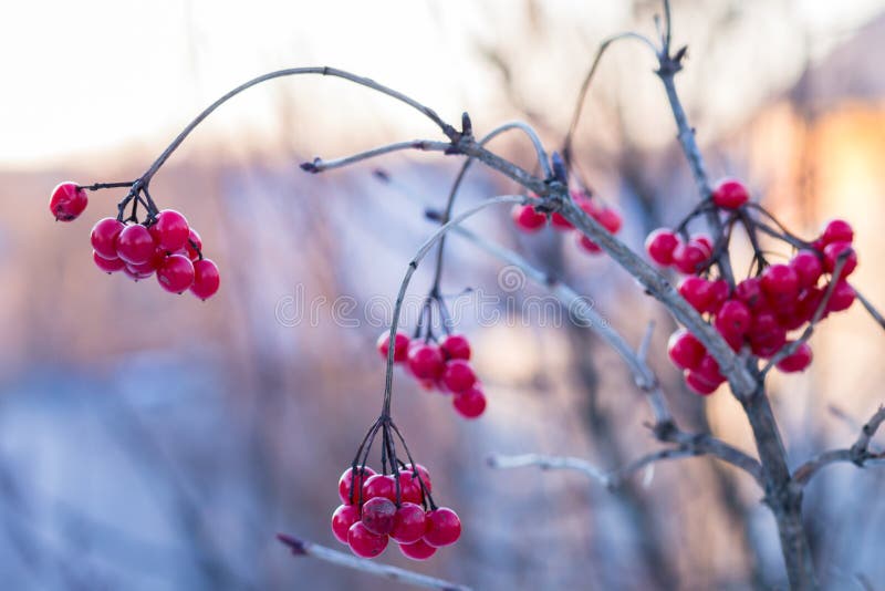Viburnum congelado en el día soleado del invierno foto de archivo Viburnum congelado en el día soleado del invierno foto de archivo