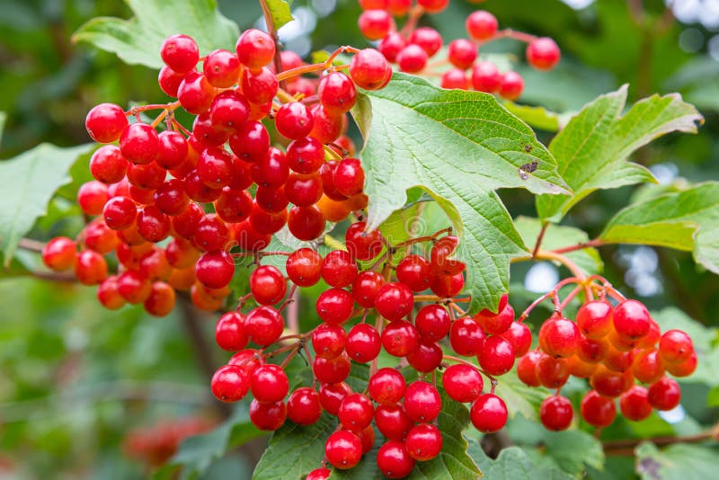 Viburnum de branche d'automne pendant la pluie chute gouttes. mûre juteux baies rouges viburnum opulus feuilles vertes macro. fond de la récolte