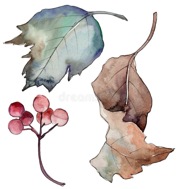 Viburnum liść Liść rośliny ogródu botanicznego kwiecisty ulistnienie ilustracja wektor Viburnum liść Liść rośliny ogródu botanicznego kwiecisty ulistnienie ilustracja wektor
