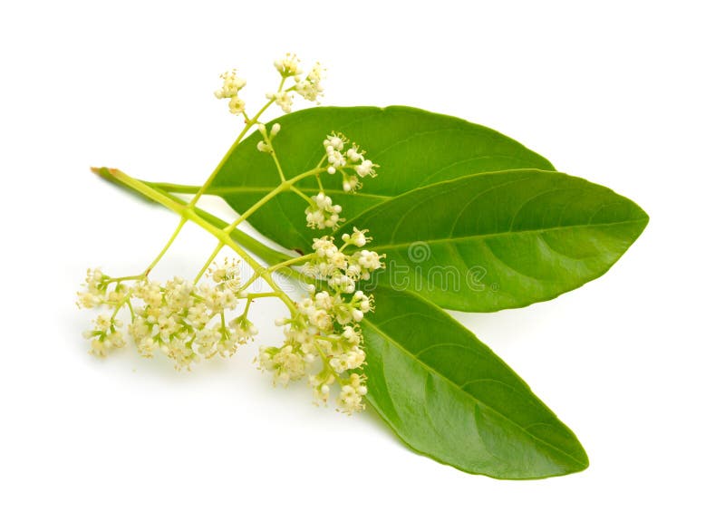 Viburnum odoratissimum, commonly known as sweet viburnum. Isolated stock photos Viburnum odoratissimum, commonly known as sweet viburnum. Isolated stock photos