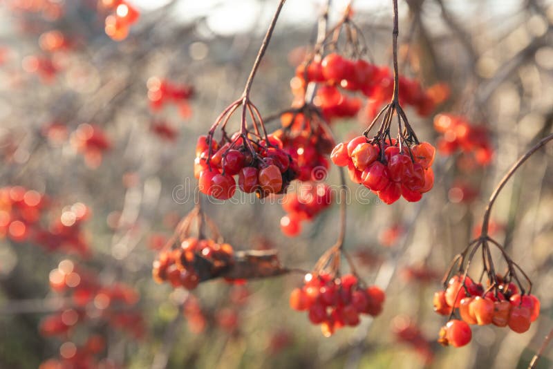 Viburnum Red Berries Kalyna Stock Photo - Image of season, agriculture ...