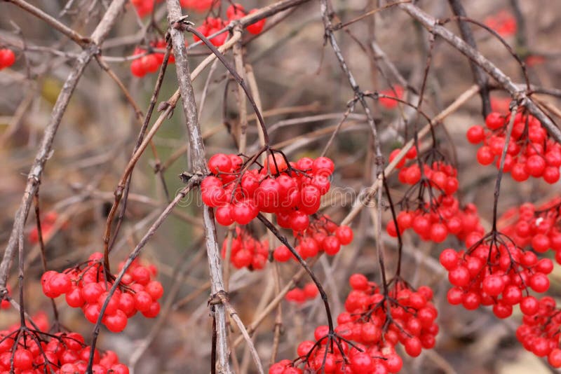 Viburnum Rote Beeren Auf Dem Baum Stockbild - Bild von land, wolke ...