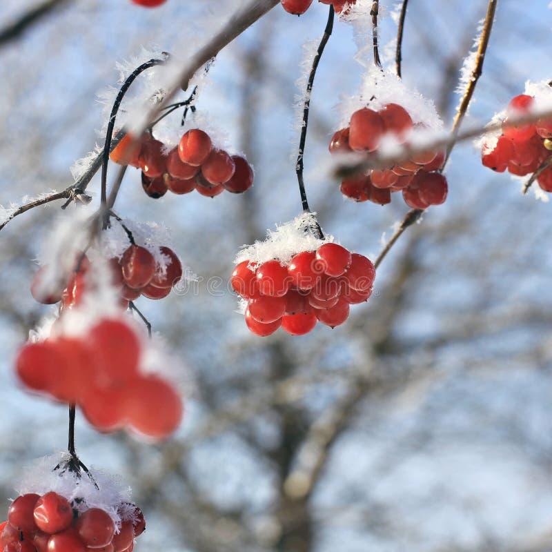 Viburnum in the Snow. Beautiful Winter Stock Photo Image of leaves