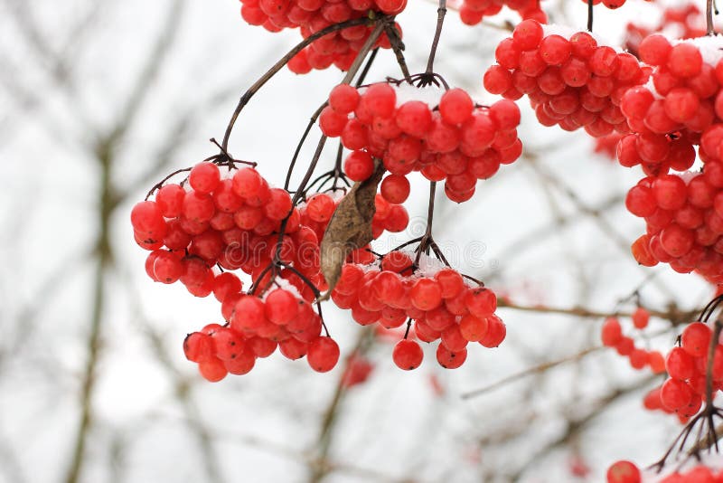 Winter Frozen Viburnum Under Snow. Viburnum in the Snow. Stock Photo ...