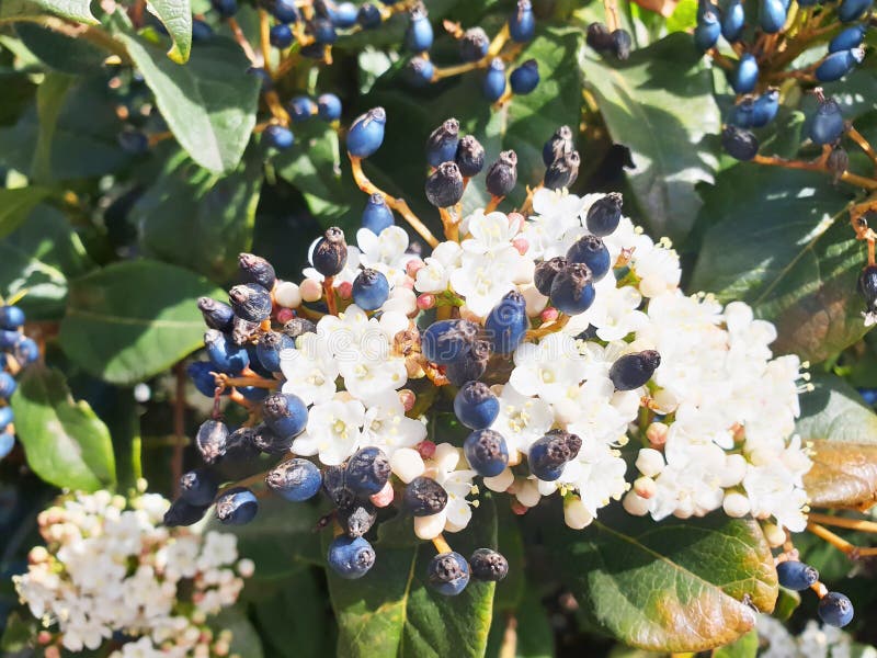 Viburnum tinus bush with black berries