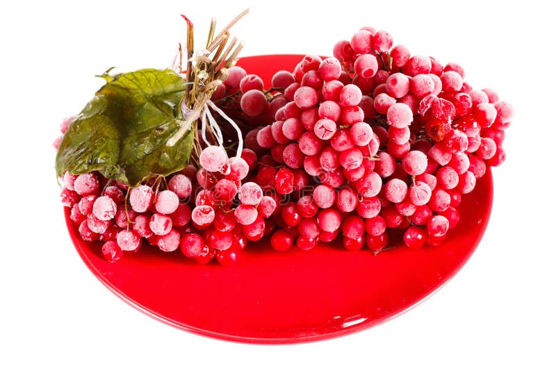 Viburnum στο πιάτο, που παγώνουν για τη μακροπρόθεσμη αποθήκευση, το άσπρο υπόβαθρο στοκ εικόνα Viburnum στο πιάτο, που παγώνουν για τη μακροπρόθεσμη αποθήκευση, το άσπρο υπόβαθρο στοκ εικόνα