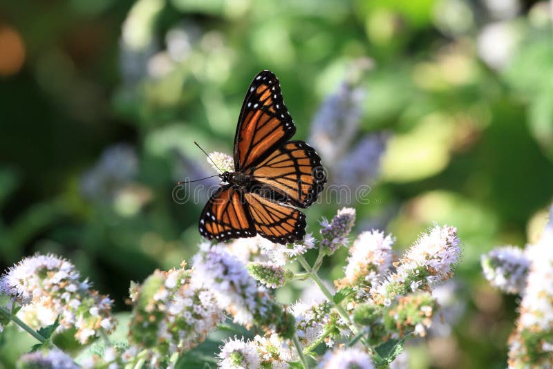 Viceroy Butterfly stock photo. Image of plant, close 43968938