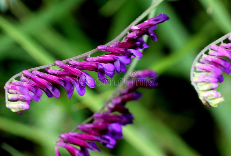 Vicia villosa, τριχωτός βίκος, βίκος χορτονομής, όσπριο χορτονομής, στοκ φωτογραφίες Vicia villosa, τριχωτός βίκος, βίκος χορτονομής, όσπριο χορτονομής, στοκ φωτογραφίες