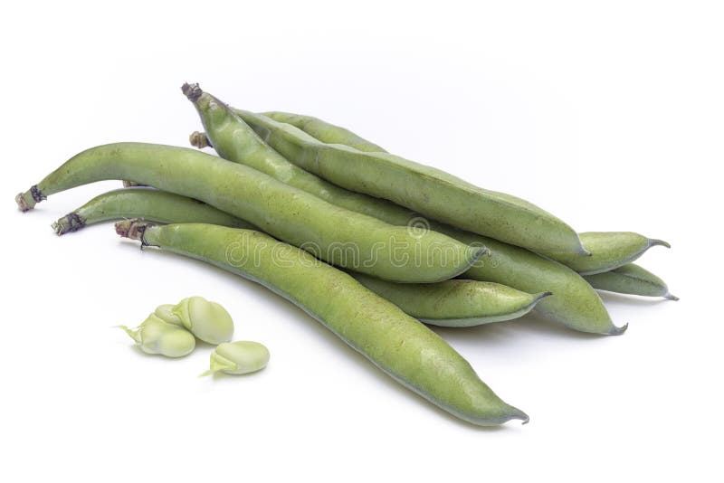 Vicia ευρέων φασολιών faba VAR σημαντικός στους λοβούς και τους σπόρους στοκ φωτογραφία με δικαίωμα ελεύθερης χρήσης Vicia ευρέων φασολιών faba VAR σημαντικός στους λοβούς και τους σπόρους στοκ φωτογραφία με δικαίωμα ελεύθερης χρήσης