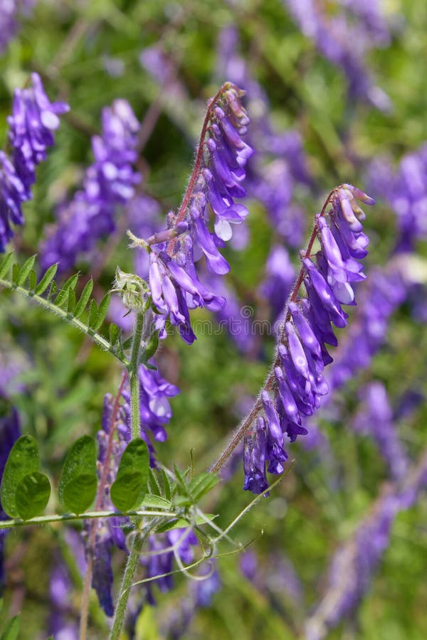 Vicia χειμερινού βίκου ή τριχωτού βίκου ανάπτυξη villosa σε έναν λόφο στοκ φωτογραφία με δικαίωμα ελεύθερης χρήσης Vicia χειμερινού βίκου ή τριχωτού βίκου ανάπτυξη villosa σε έναν λόφο στοκ φωτογραφία με δικαίωμα ελεύθερης χρήσης