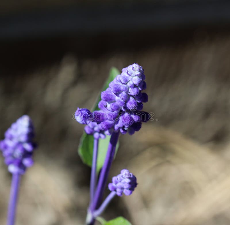 Vicino su della salvia del mealycup o della salvia farinosa (farinacea di Salvia immagini stock Vicino su della salvia del mealycup o della salvia farinosa (farinacea di Salvia immagini stock