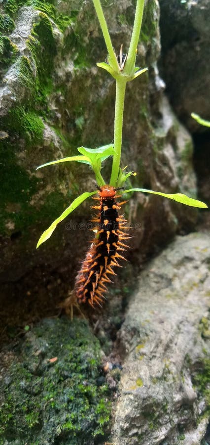 Vicious Caterpillar Stock Photos Free Royalty Free Stock Photos itching
