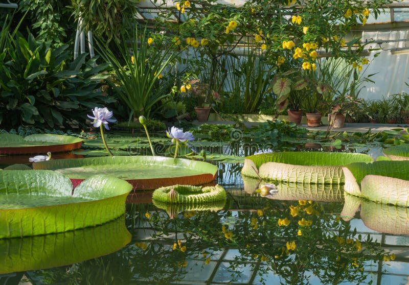 Download Victoria Amazonian Water Lily, Lotus De Flottement énorme Image stock - Image du centrale, flotteur: 77156403