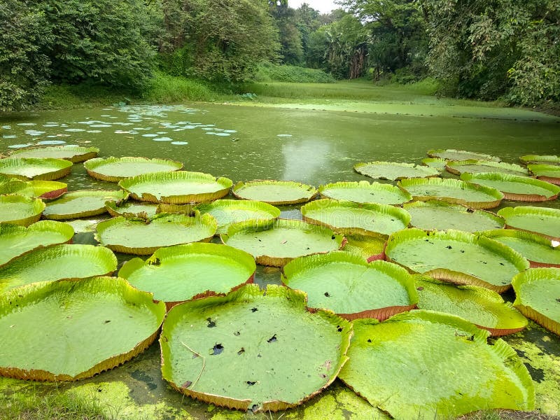 Victoria amazonica est une espèce de plante à fleurs, la plus grande de la famille Nymphaeaceae de nénuphars dans le jardin botan images libres de droits Victoria amazonica est une espèce de plante à fleurs, la plus grande de la famille Nymphaeaceae de nénuphars dans le jardin botan images libres de droits