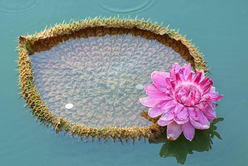 Victoria Amazonica, latín amazónico gigante de Waterlily foto de archivo Victoria Amazonica, latín amazónico gigante de Waterlily foto de archivo