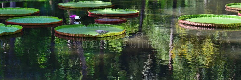 Bird sits on giant amazonian lily in water at the Pamplemousess botanical Gardens in Mauritius. Victoria amazonica, Victoria regia. Bird sits on giant amazonian lily in water at the Pamplemousess botanical Gardens in Mauritius. Victoria amazonica, Victoria regia