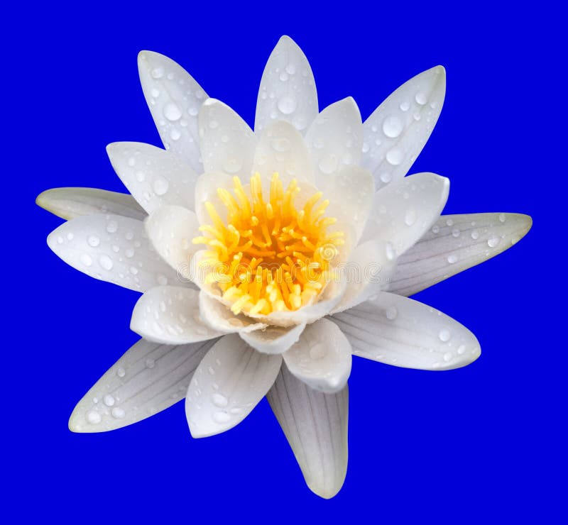 Wasser Lilie Port Moresbymeseum Teich Stockbild Bild von wasser