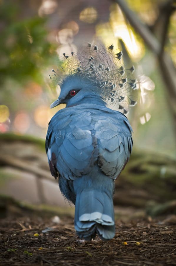 Back view of a Victoria Crowned Pigeon. Back view of a Victoria Crowned Pigeon