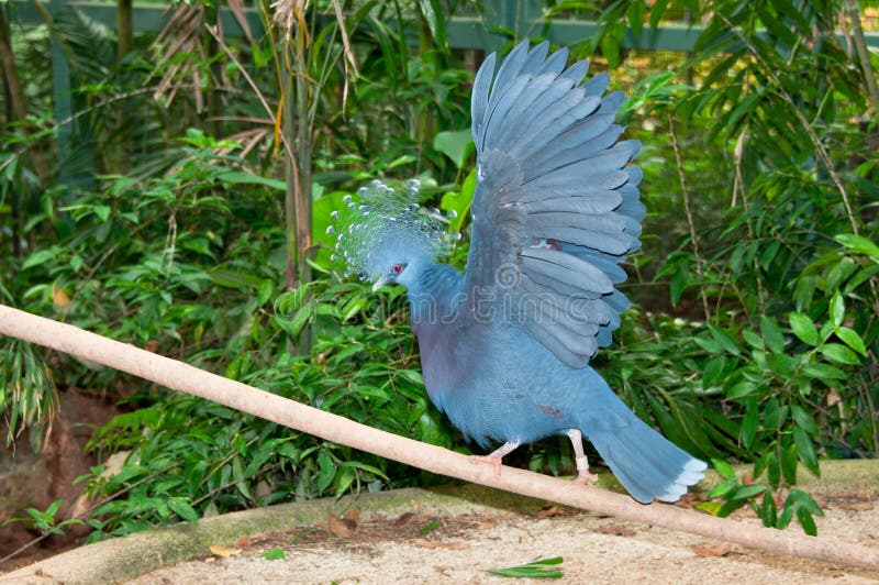 The Victoria Crowned Pigeon