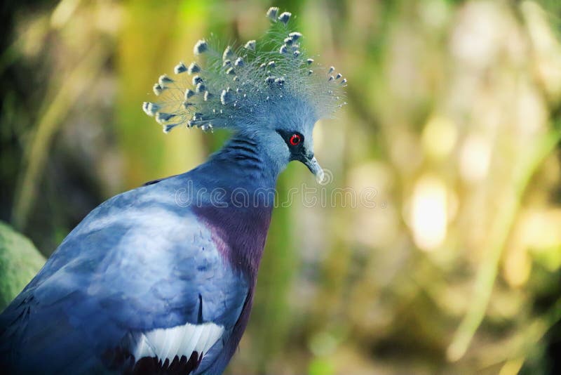 Victoria Crowned Pigeon stock image Victoria Crowned Pigeon stock image