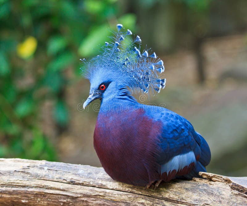 victoria crowned pigeon victoria crowned pigeon
