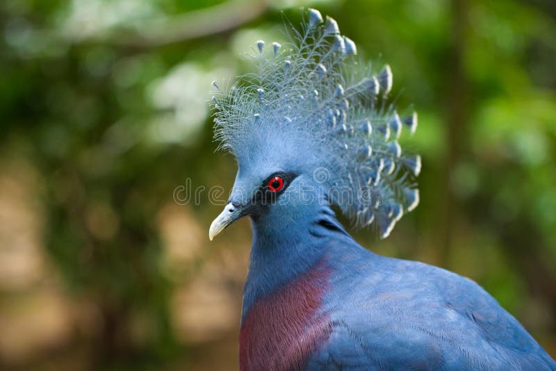 Victoria Crowned Pigeon stock images Victoria Crowned Pigeon stock images