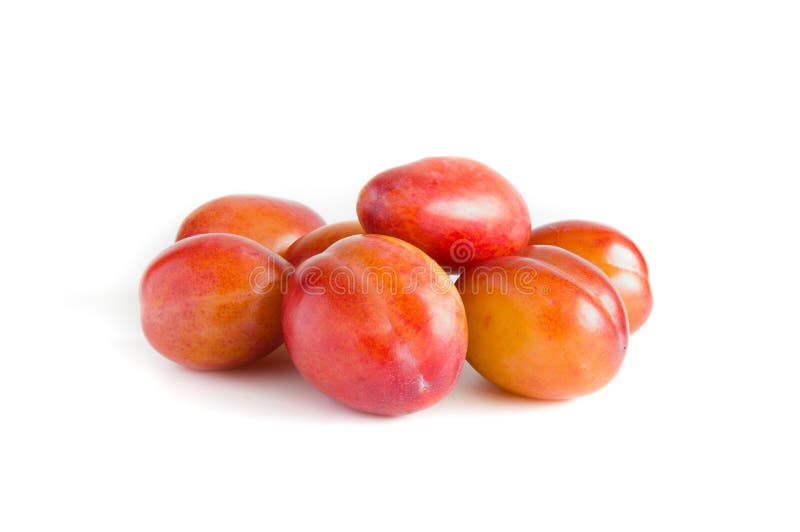 Victoria Plum English Plum Stock Photo Image of harvesting, glossy