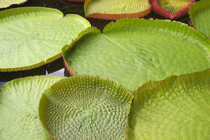 Victoria Regia The Largest Water Lily In The World Stock Photo