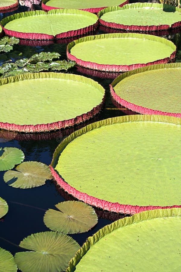 Gigantic pink and green colored Longwood Hybrid Water Platters floating in a lily pond of still water, with smaller green and brown lily pads surrounding. Gigantic pink and green colored Longwood Hybrid Water Platters floating in a lily pond of still water, with smaller green and brown lily pads surrounding