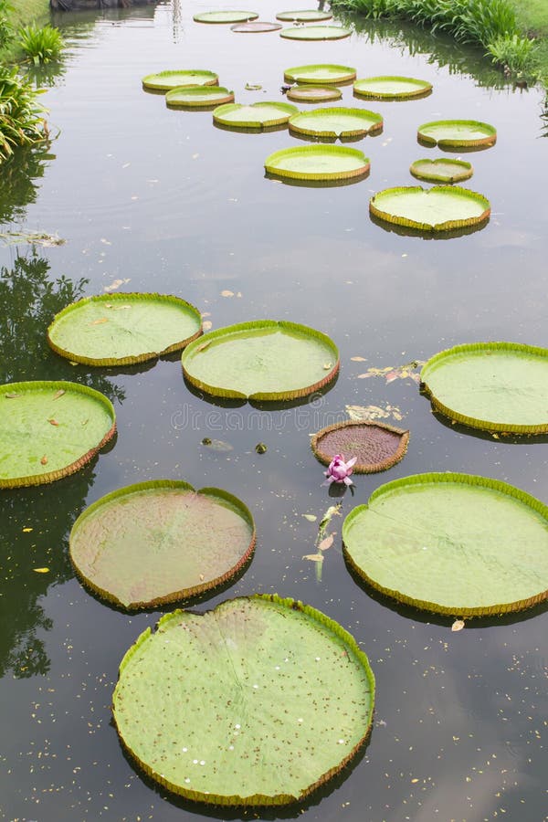 Victoria Waterlily photo stock Victoria Waterlily photo stock