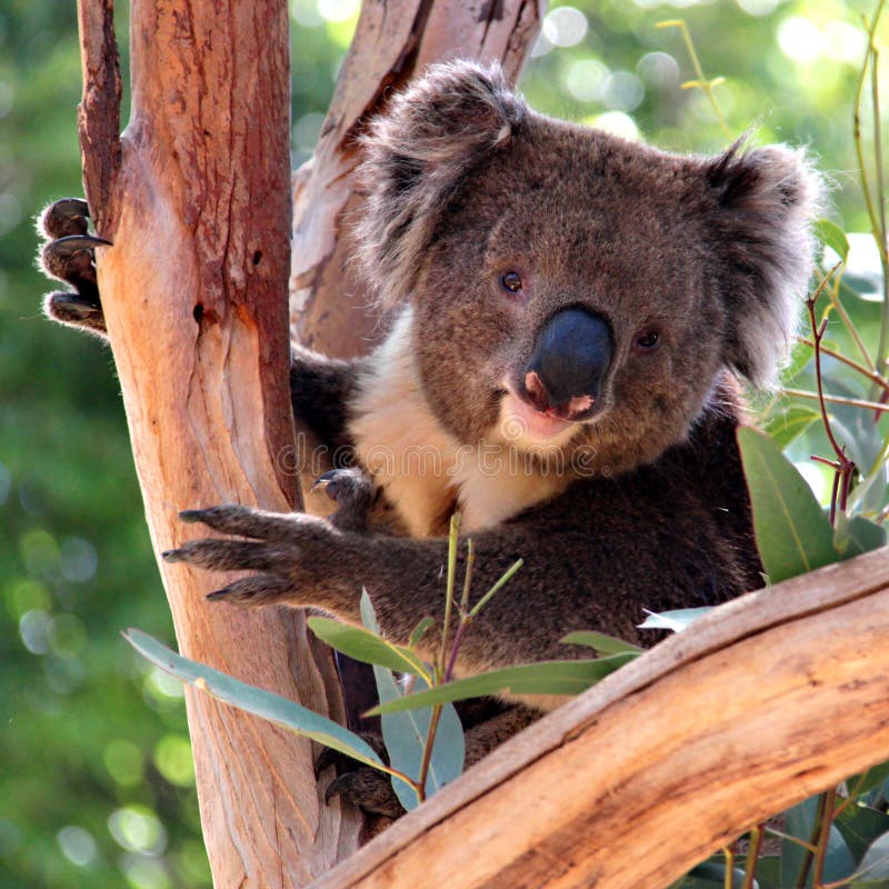 Victorian Koala in a Eucalyptus Tree royalty free stock image Victorian Koala in a Eucalyptus Tree royalty free stock image