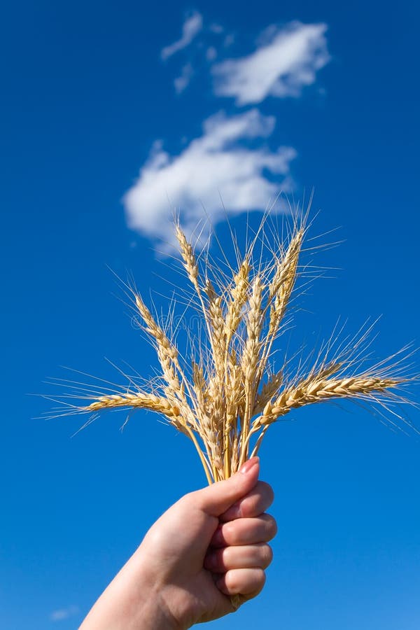 Victory for good harvest stock photo. Image of blue, harvest 2844972