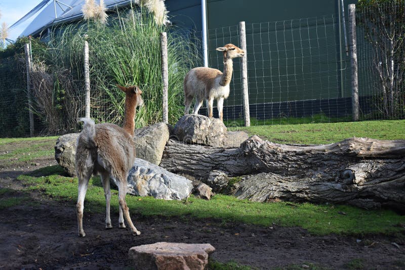 Sul giardino zoologico, olanda.