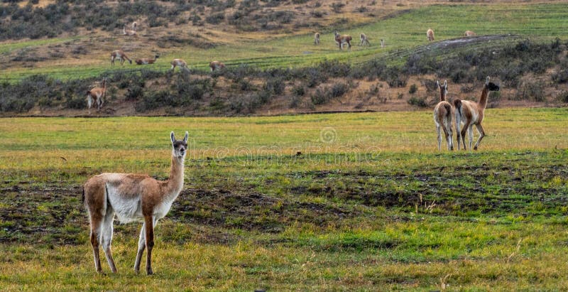 Vicuna graze in open field