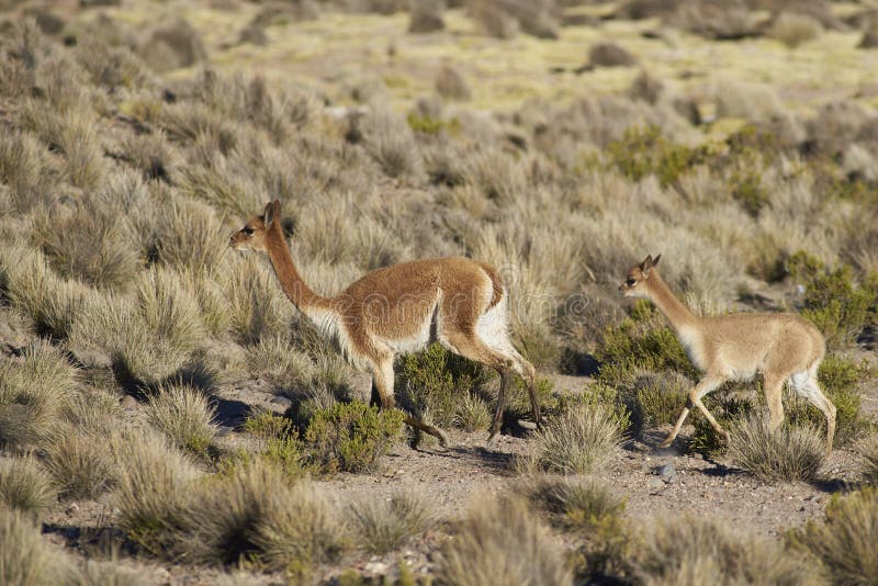 The Vicuña is the National Animal of Peru. it is a Wild South American Camelid that Lives in the Andes Stock Photo - Image of alpaca, nature: 191907790 The Vicuña is the National Animal of Peru. it is a Wild South American Camelid that Lives in the Andes Stock Photo - Image of alpaca, nature: 191907790
