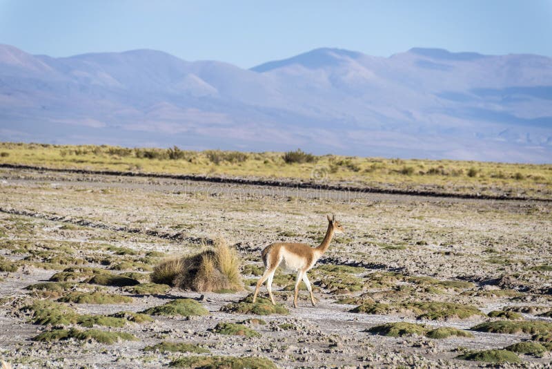 Vicuna in Salinas Grandes in Jujuy, Argentina. Stock Image - Image of ...