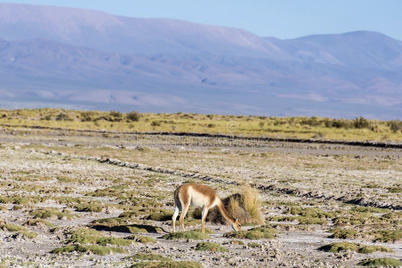 Vicuna in Salinas Grandes in Jujuy, Argentina.