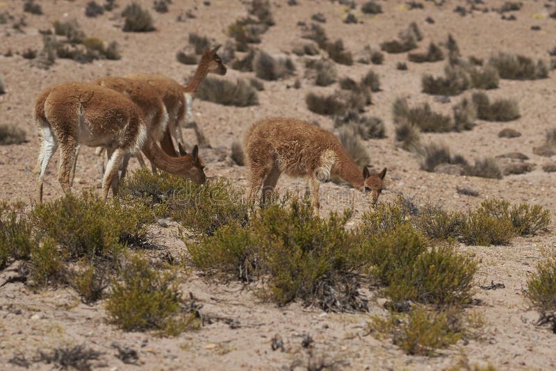 The Vicuña is the National Animal of Peru. it is a Wild South American Camelid that Lives in the Andes Stock Photo - Image of alpaca, nature: 191907790 The Vicuña is the National Animal of Peru. it is a Wild South American Camelid that Lives in the Andes Stock Photo - Image of alpaca, nature: 191907790
