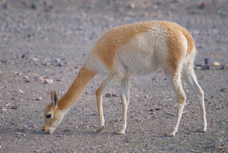 Vicuna (vicugna) de Vicgna Camelid de Ameri sul imagem de stock royalty free Vicuna (vicugna) de Vicgna Camelid de Ameri sul imagem de stock royalty free