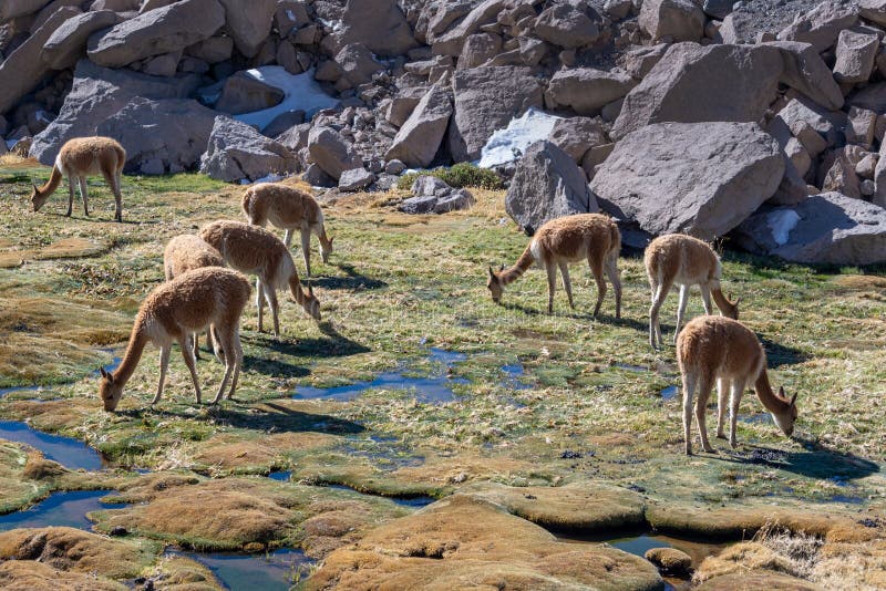 Vicunas grazing in field near Las Cuevas, Chile South America