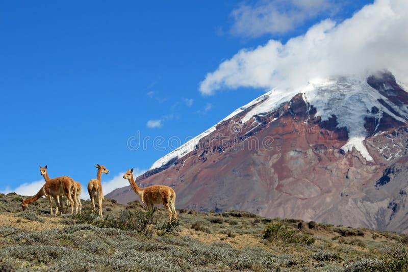 Vicunas, wild relatives of llamas, grazing at Chimborazo volcano high planes, Ecuador