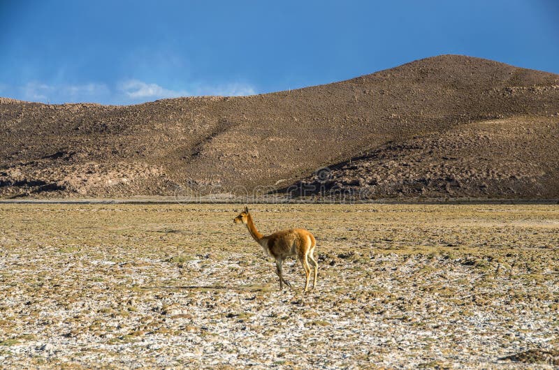 Vicunja Vicugna Vicugna oder Vicugna ist wildes südamerikanisches camelid, die in den hohen alpinen Bereichen der Anden leben stockbild Vicunja Vicugna Vicugna oder Vicugna ist wildes südamerikanisches camelid, die in den hohen alpinen Bereichen der Anden leben stockbild