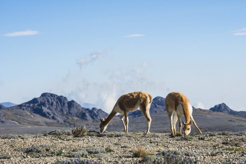 Vicuña或骆马类,日落,钦博拉索山火山。厄瓜多尔的最高的山顶 Vicuña或骆马类,日落,钦博拉索山火山。厄瓜多尔的最高的山顶