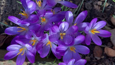 Vidéo De Fleurs De Crocus Violet En Février Clips Vidéos - Vidéo du pétales,  février: 274729115