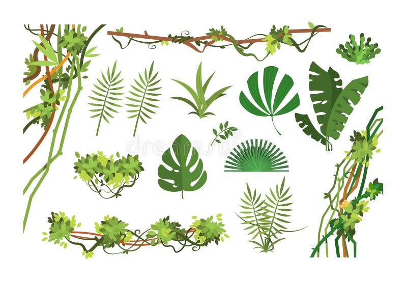 Vid de la selva Hojas de la selva tropical de la historieta y plantas demasiado grandes para su edad liana Sistema aislado del ve