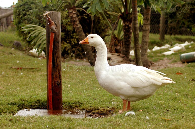 A beautiful white goose drinking water and watching other animals and geese on a poultry farm in South Africa. A beautiful white goose drinking water and watching other animals and geese on a poultry farm in South Africa